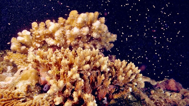 墾丁珊瑚產卵將進入高峰期，墾管處與海生館再度攜手合作，5月1日分別會在官方臉書（facebook）直播珊瑚產卵，讓更多愛海人在第一時刻感受海洋年度盛事。（墾管處提供）中央社記者李卉婷傳真  113年4月20日