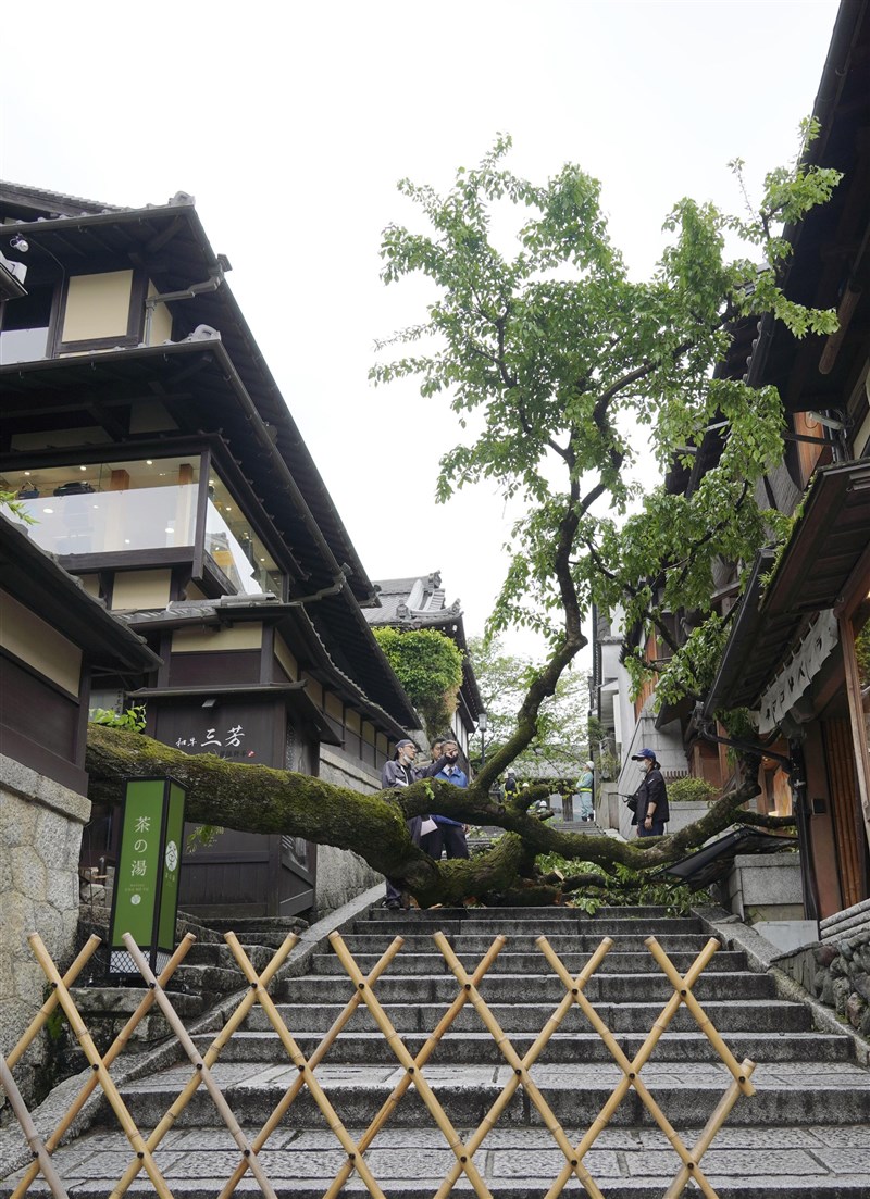 京都名勝清水寺的「產寧坂」櫻花樹23日傾倒壓傷路人。（共同社）