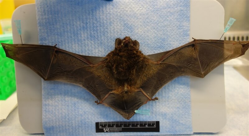 近日有新北市中和區民眾拾獲絨山蝠，檢出台灣蝙蝠麗沙病毒第2型，雖非法定動物傳染病，目前沒有人類感染案例，但有人畜共通風險。（防檢署提供）