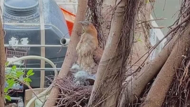 苗栗市公所員工發現辦公室旁的大榕樹有一對黑冠麻鷺築巢，連日來間歇性大雨不斷，母鳥以身體為雛鳥遮風擋雨，25日天氣回穩，公所員工前往查看鳥巢完好如初，2隻雛鳥也探出頭來，模樣十分可愛。（民眾提供）中央社記者管瑞平傳真 113年4月25日