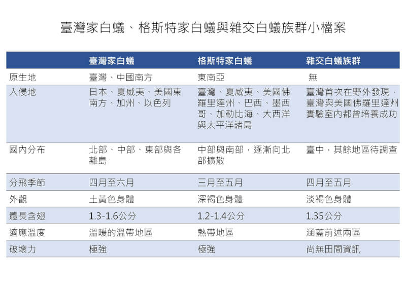 台灣家白蟻、入侵種格斯特家白蟻與雜交白蟻比較表。(圖取自中興大學網頁nchu.edu.tw)