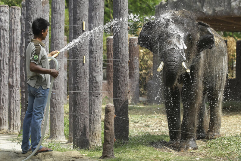 泰國曼谷律實動物園工作人員噴水，幫助大象降溫。（美聯社）