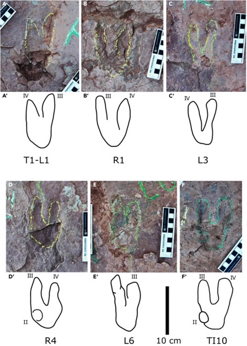 古生物學家在中國東南部福建地區發現由各種恐龍足跡構成的小徑，有些腳印形狀只有兩隻腳趾。（圖取自新科學家雜誌網頁cell.com/iscience）