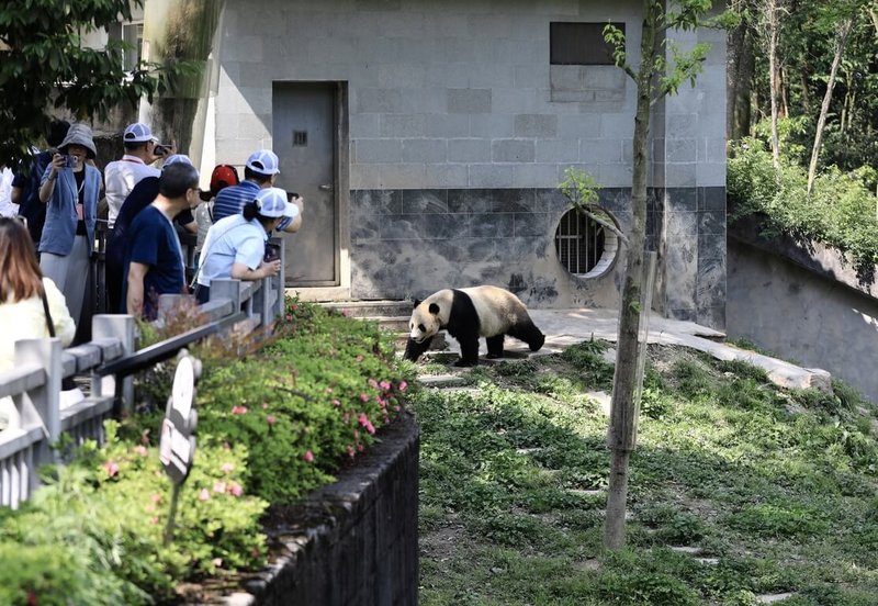 中国宣布从「大熊猫保护研究中心」选定一对大猫熊「云川」、「鑫宝」赴美。图为研究中心与参访人潮。（中新社提供）中央社 113年4月27日