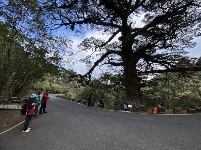 玉山國家公園塔塔加大鐵杉（圖）約900歲，但心材腐朽超過樹體50%，玉山國家公園管理處、台大實驗林管理處攜手保護珍貴老樹，透過藥劑灌注及定期監控為老樹健檢、診治。（玉山國家公園管理處提供）中央社記者蕭博陽南投傳真 113年4月29日