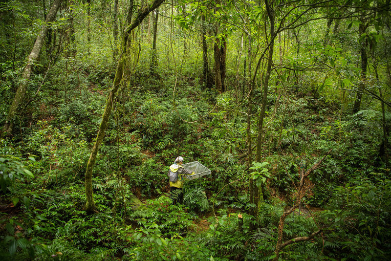 國立中山大學生物科學系助理教授張楊家豪研究生物氣候，監測全球首個地處亞熱帶雨林的福山森林動態樣區逾20年。（國立中山大學提供）中央社記者蔡孟妤傳真  113年4月29日