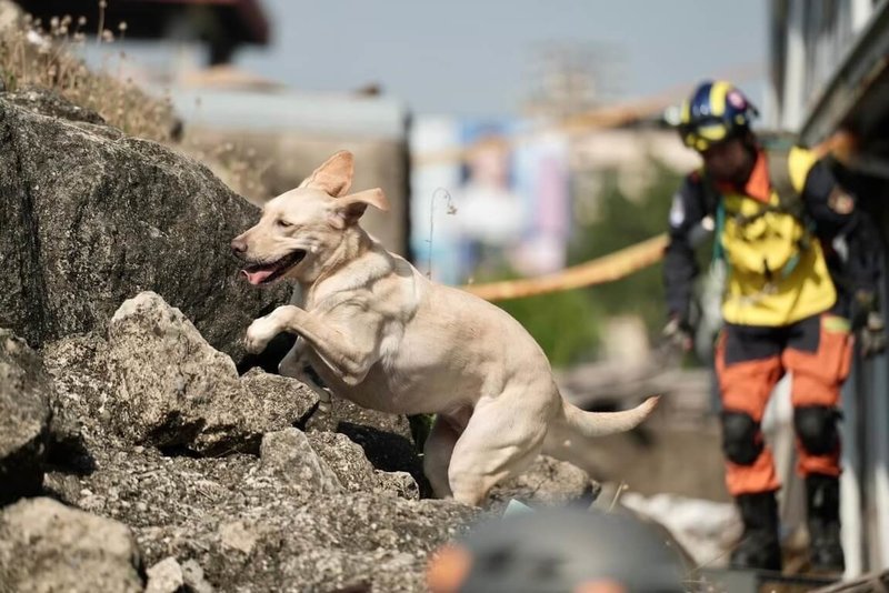 新北市消防局搜救犬木蘭（圖）從初級到高級搜救犬認證都一一過關，也曾參與多次救難任務，但不到6歲的牠日前卻難敵病魔癌逝，讓打火兄弟也不禁唏噓難過。（消防局提供）中央社記者王鴻國傳真 113年4月29日