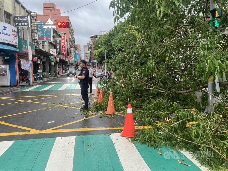 新北市30日午後一度出現強降雨，樹林區千歲街有樹木倒下，占用1線車道，警方前往交通管制並通知清潔隊處理。（翻攝照片）中央社記者楊侃儒傳真  113年4月30日