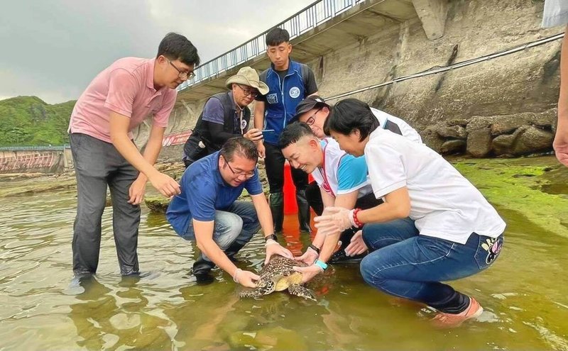 一隻屬青少年龜的玳瑁日前擱淺在八斗子被民眾釣獲，因嘴裡卡著魚鉤取名「玳鉤」；經細心照料，「玳鉤」身體狀態、覓食能力與游泳能力達可野放標準，30日下午在潮境保育區完成野放。（基隆市政府產業發展處提供）中央社記者王朝鈺傳真  113年4月30日