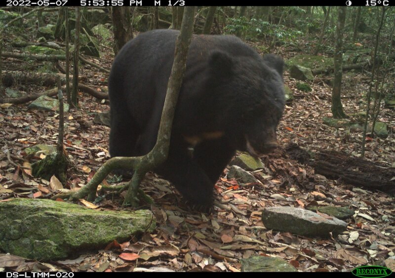 農業部林業及自然保育署在所屬國有林長期監測野生動物，8年來拍下48萬餘張照片，其中所拍到台灣黑熊（圖）的紀錄也越來越多，多次拍到小熊或母熊攜帶幼熊的畫面，代表族群分布範圍變廣、繁殖狀況良好。（林業署提供）中央社記者楊淑閔傳真 113年5月1日