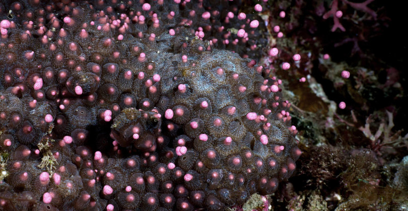 墾丁珊瑚產卵季每年在媽祖誕辰達高峰，研究人員4月29日觀察到角菊珊瑚產精卵束。（海生館提供）中央社記者黃郁菁傳真 113年5月1日
