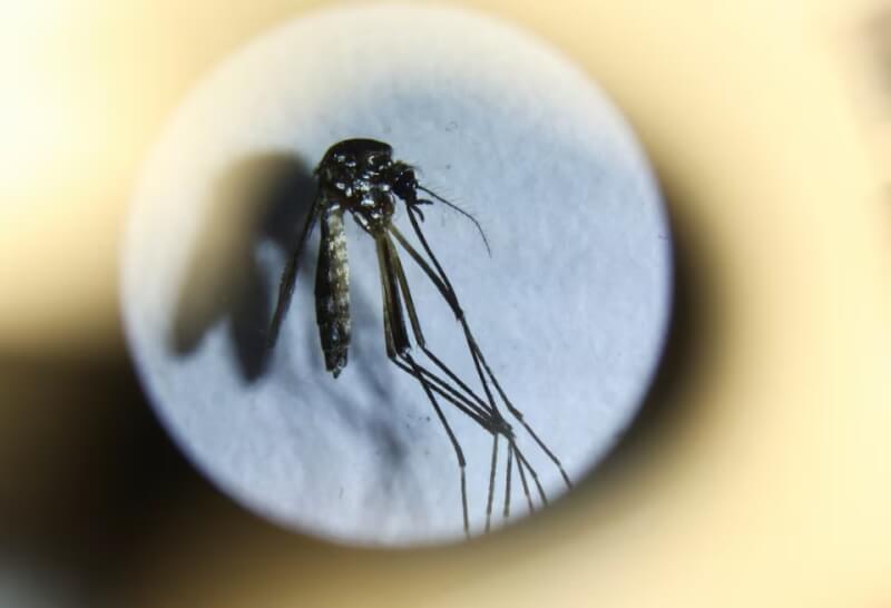 圖為顯微鏡下的埃及斑蚊。（路透社）