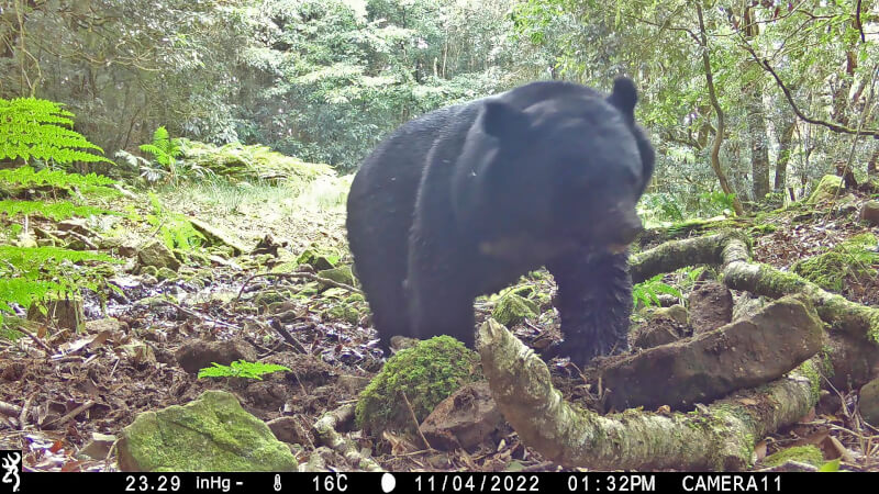紅外線自動相機拍攝到的台灣黑熊照片。（圖取自玉管處網頁ysnp.gov.tw）