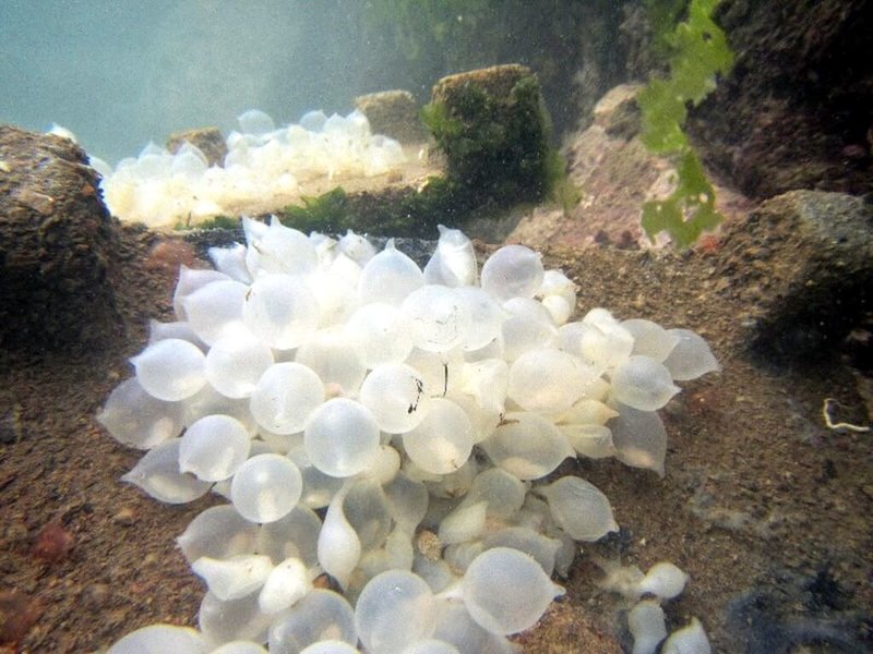 新北市漁業處與台灣海洋大學合作，推動花枝（烏賊）等增殖放流等海洋復育及科研工作，團隊並已成功掌握花枝完全養殖技術。圖為雌性花枝在附卵器上產下一粒粒外觀白亮透明的花枝卵。（新北市漁業處提供）中央社記者黃旭昇新北市傳真 113年5月4日