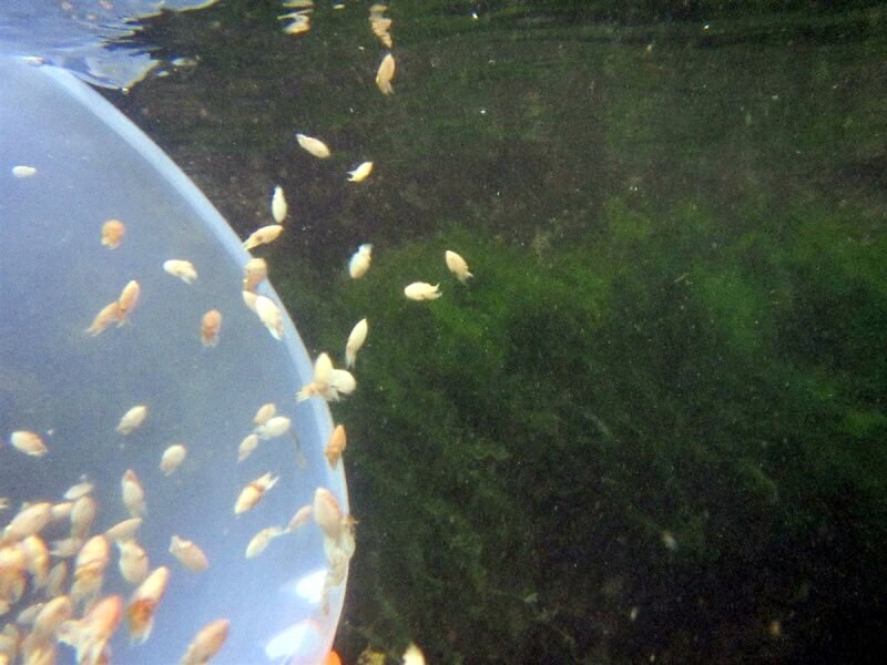 台灣海洋大學助理教授徐德華掌握俗稱花枝的虎斑烏賊完全養殖技術，與新北共推增殖放流與海洋復育。新北漁業處指出，花枝人工復育的「馴餌」過程最困難，得掌握馴餌的關鍵密碼，才有辦法順利培育花枝長大。圖為孵化1至2週的花枝苗。（新北市漁業處提供）中央社記者黃旭昇新北市傳真 113年5月4日