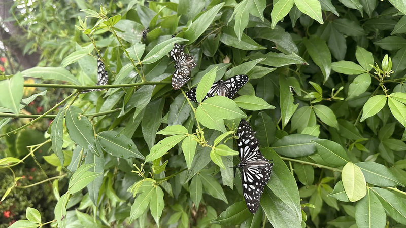 東螺溪生態教育園區的蝴蝶廊道，種植蜜源植物及食草，彰化縣湖埔社區大學復育約60種蝴蝶，近期出現大量淡小紋青斑蝶（圖）等，為賞蝶最佳時機。（湖埔社大提供）中央社記者鄭維真傳真  113年5月4日