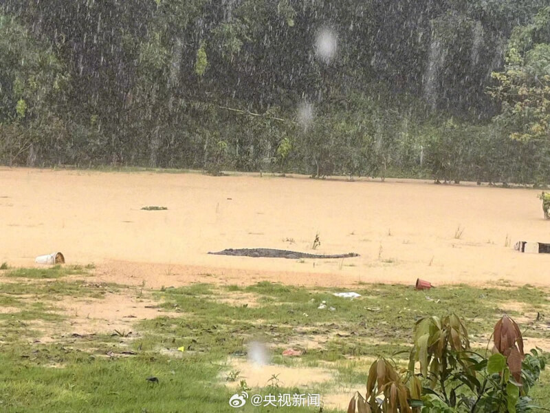 中國廣東省爆雨成災，中山市神灣鎮宥南村一鱷魚養殖場外牆崩塌、場內淹大水，4隻鱷魚一度逃出場外。（圖取自央視新聞微博weibo.com）