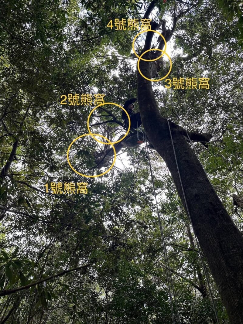 大雪山地區近日發現樹青剛櫟樹上有熊窩。(圖取自林業及自然保育署台中分署網頁taichung.forest.gov.tw)