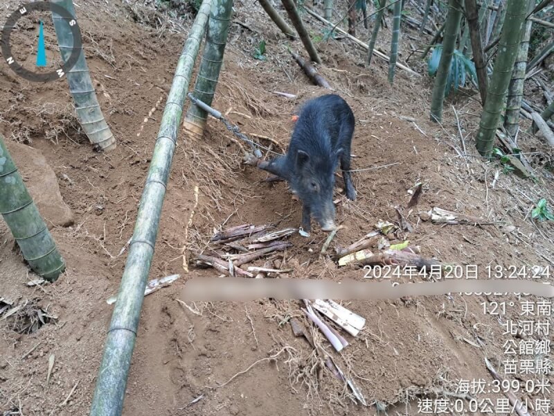 媒體日前報導，苗栗縣一名退休員警以「為農民除害」名義，疑未經地主同意擅闖公館鄉北河村私有地放置山豬吊陷阱獵捕山豬；縣府表示，案件行為人尚待釐清，農民若有防治野生動物危害設置陷阱需求，需先提出申請，在規範區域內進行。（苗栗縣動物保護防疫所提供）中央社記者管瑞平傳真 113年5月6日