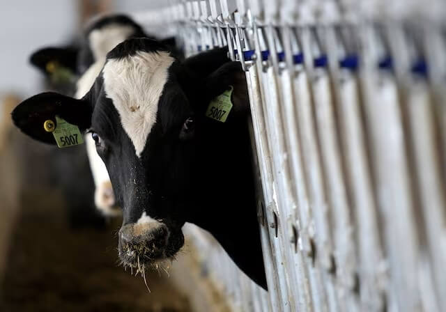 圖為美國俄亥俄州一處酪農場乳牛。（路透社）