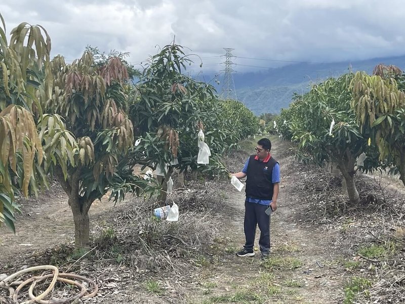 受到3月低溫影響，花蓮玉里鎮、卓溪鄉改良種芒果有開花數少、不著果、果實畸形或空包彈情形，花蓮縣政府向農業部爭取，5月7日公告為現金救助地區，每公頃新台幣10萬元，符合申請資格者儘速前往公所辦理。（花蓮縣政府提供）中央社記者李先鳳傳真  113年5月8日