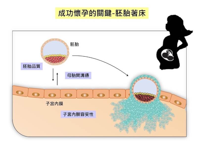 胚胎能否順利在子宮著床，是成功懷孕的關鍵，然而胚胎著床過程極其複雜，影響因素包含胚胎品質、子宮內膜容受性、胚胎與子宮內膜之間的彼此互動溝通。（長庚醫院提供）中央社記者曾以寧傳真 113年5月8日