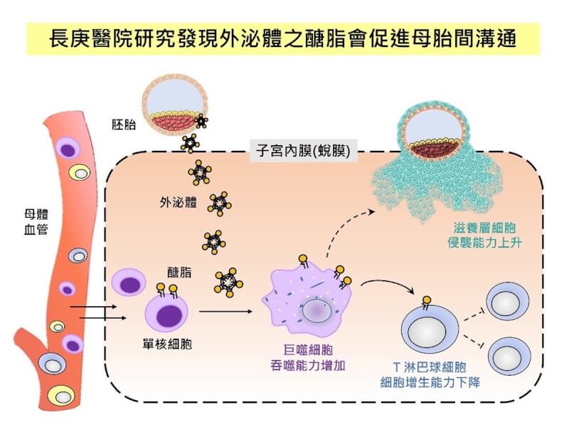 幹細胞醣脂促進溝通 長庚揭胚胎著床黑盒子 | 生活 | 中央社 CNA