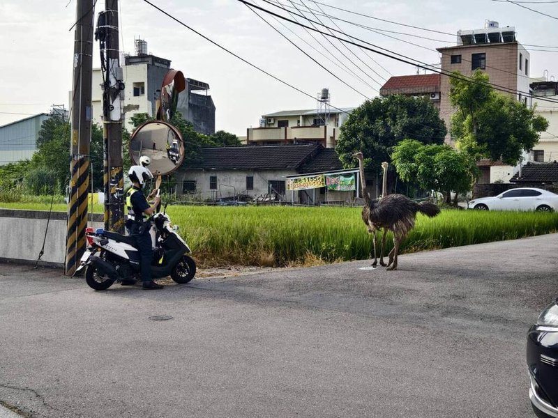 2隻鴕鳥9日在台中市烏日區溪南路3段逛大街，台中市政府警察局烏日分局上午6時40分許接獲報案後，派員到場協助處理。（民眾提供）中央社記者郝雪卿傳真 113年5月9日