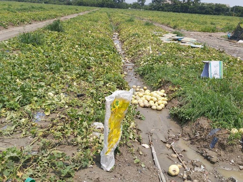 高雄市桃源區及那瑪夏區茶葉出現駐芽及發芽率不佳等現象，4月下旬強降雨也讓採收中的香瓜、西瓜水傷受損，農業部公告納入農產業天然災害現金救助及低利貸款，5月9日至20日受理申報。（高雄市農業局提供）中央社記者蔡孟妤傳真  113年5月9日