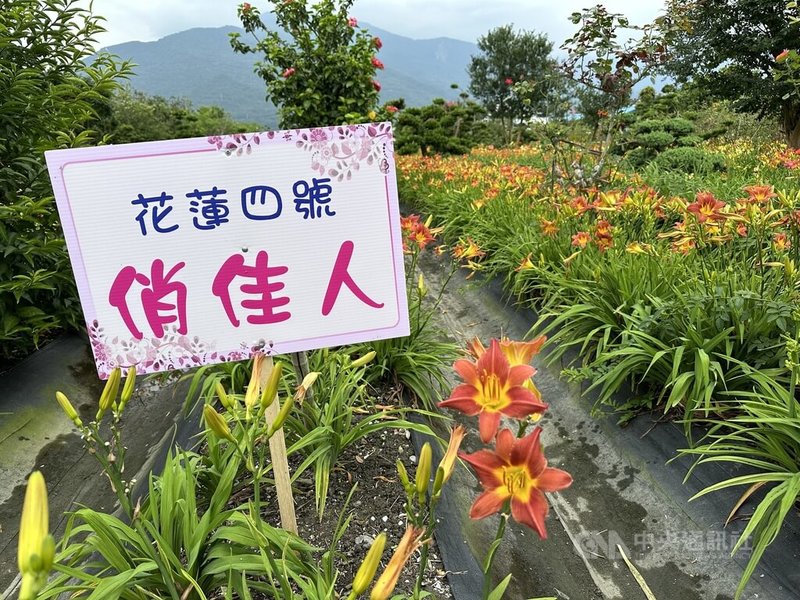 花蓮區農業改良場自民國91年開始進行萱草品種改良,引進國外品種進行雜交選育,已培育出1至7號品種,顏色各異,圖為「花蓮4號-俏佳人」品種。中央社記者李先鳳攝 113年5月9日
