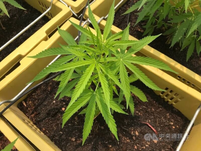 泰國總理賽塔7日表示，年底前將重新把大麻列為毒品。（中央社檔案照片）