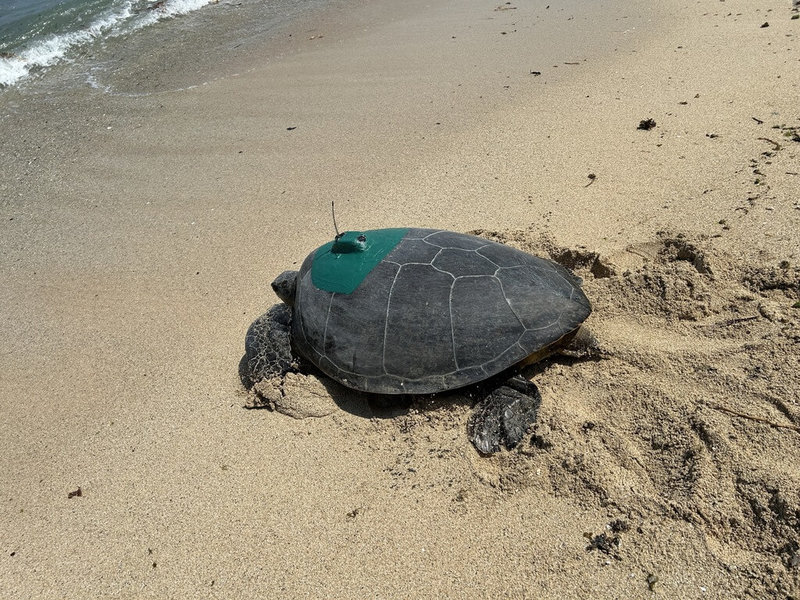 海洋委員會海洋保育署10日為今年第1隻產卵綠蠵龜安裝衛星發報器，這是海保署首次在小琉球進行產卵母龜洄游追蹤。（海保署提供）中央社記者洪學廣傳真 113年5月11日