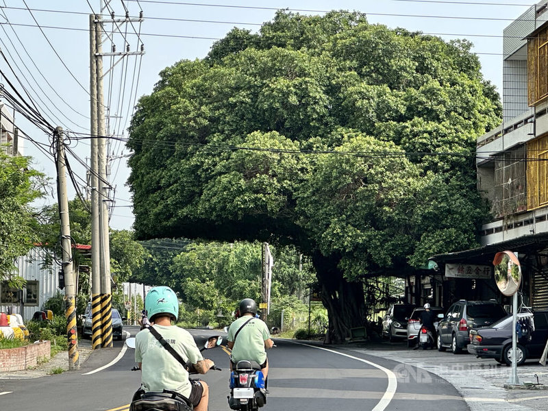 彰化縣埔鹽鄉員鹿路3段旁的「安全帽樹」曾因縣府基於行車安全，修剪榕樹的垂落樹枝變成「花椰菜樹」，枝葉經2年生長，現已逐漸變回安全帽樣貌。中央社記者鄭維真攝 113年5月11日