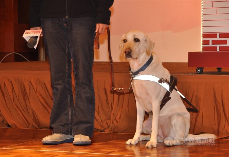 近日有餐廳拒絕導盲犬進入，掀起風波。（示意圖／中央社檔案照片）