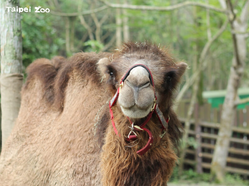 台北市立動物園雙峰駱駝「煙雨」12日在獸醫及保育員陪伴下靜靜離世。（圖取自facebook.com/TaipeiZoo）