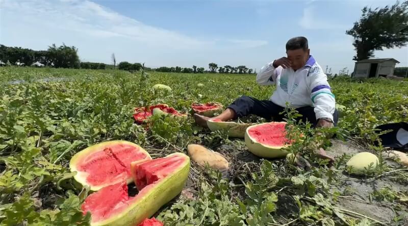 彰化縣福興鄉78歲許姓瓜農（圖）種植瓜果長達近50年，他表示，滿田西瓜因4月下旬豪雨而泡水爛掉，現在血本無歸，希望政府能給予補助。圖為瓜農看著無法收成的西瓜頻頻拭淚。（民眾提供）中央社記者鄭維真傳真 113年5月13日