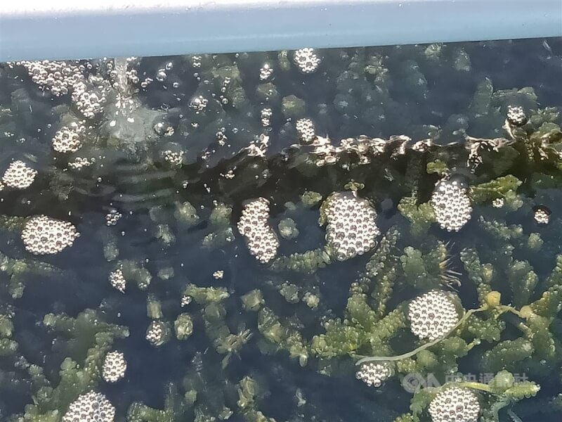 韓國海洋水產部表示，將爭取讓國內海藻類植物組成的「海洋林」獲認證為藍碳。圖為海藻養殖業所生產的海葡萄。（中央社檔案照片）