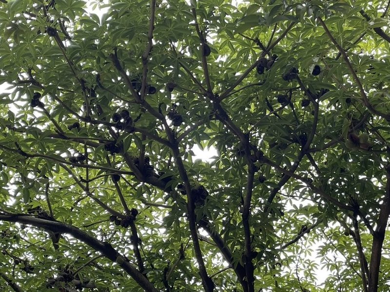 台中一中校園圍牆旁種植掌葉蘋婆，開花時會飄散出臭味，學生苦不堪言，唸書嚴重受影響，台中市議員陳政顯建議市府適度移除。（台中市議員陳政顯提供）中央社記者趙麗妍傳真  113年5月14日