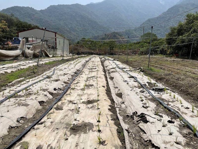 高雄區農改場自民國111年起協助人口老化的茂林區魯凱族部落蒐集、繁殖黑稻米、黑小米；112年進一步回到部落示範利用再生紙蓆，可減少除草人力的方式栽培黑稻米。（高雄區農改場提供）中央社記者楊淑閔傳真  113年5月14日