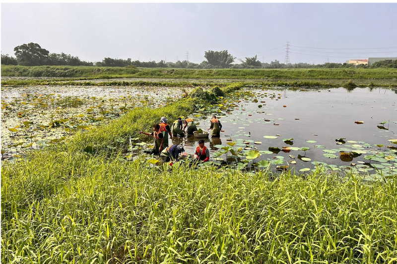 台南市水雉生態教育園區為水雉重要棲地，在每年夏季繁殖季前需大量人力投入棲地整理工作，台南地檢署指派易服社會勞動人力協助。（水雉生態園區提供）中央社記者楊思瑞台南傳真  113年5月14日