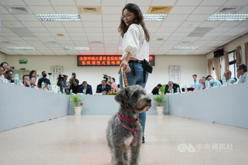 屏東監獄推動「監獄關懷犬」計畫，投入動物治療與犬隻照養專業培訓，國立屏東科技大學「工作犬訓練中心」講師級研究員羅書姍（前）14日帶領導聾犬梗犬「胖比」在屏東監獄示範技能。中央社記者黃郁菁攝  113年5月14日