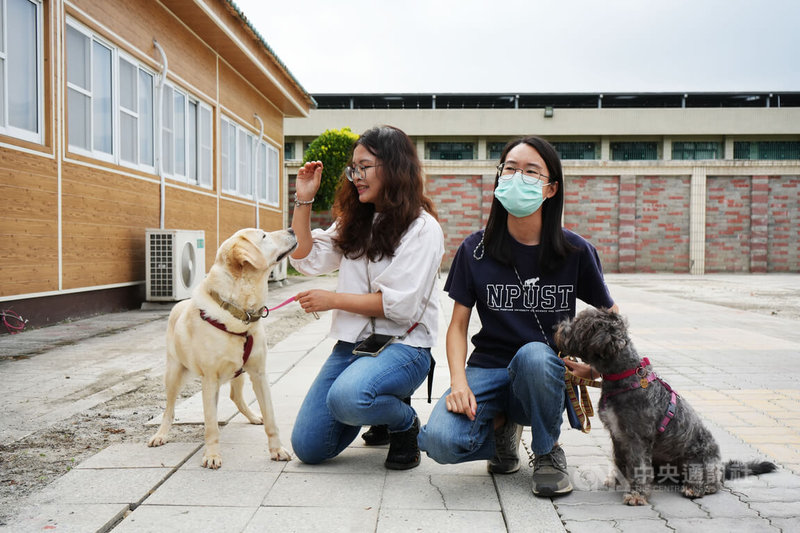 國立屏東科技大學「工作犬訓練中心」講師級研究員羅書姍(左)與助理14日帶工作犬到屏東監獄作示範,拉布拉多「Polla」個性活潑,長年擔任示範犬工作;梗犬「胖比」則是國內為數不多的導聾犬。中央社記者黃郁菁攝 113年5月14日