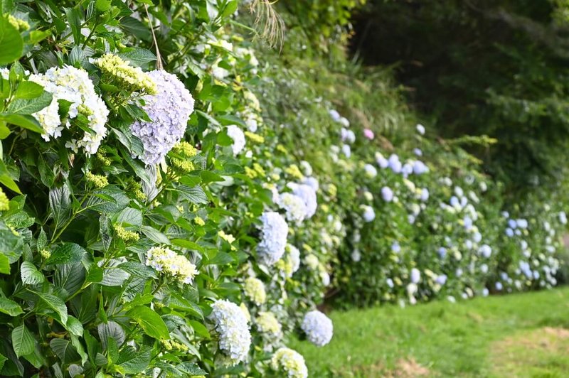 武陵农场绣球花开，预估花期自5月中旬至7月中旬，整片绣球花墙，在蓝天白云映衬下，相当美丽。（武陵农场提供）中央社记者赵丽妍传真  113年5月14日