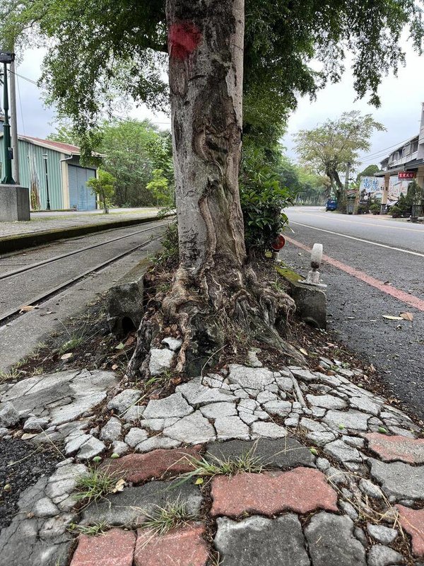 南投縣集集鎮民權路種植小葉欖仁作為景觀路樹，但鎮公所14日指出，接獲民眾陳情反映路樹浮根影響道路安全，甚至有人騎車跌倒，因此率先移除浮根造成路面明顯凸起、阻塞排水溝、樹幹空洞腐朽率50%以上的路樹，降低民眾風險。（集集鎮公所提供）中央社記者蕭博陽南投縣傳真  113年5月14日