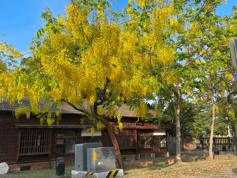 初夏時節,阿勃勒花開,嘉義縣大林車站的站長宿舍前滿樹金黃色的美麗花景,總是吸引人駐足欣賞。(嘉義縣政府提供)中央社記者蔡智明傳真 113年5月15日