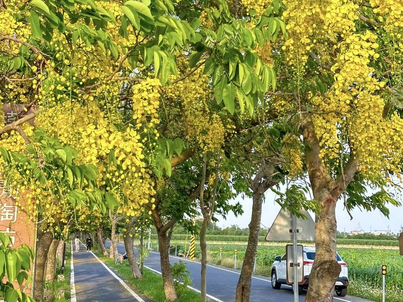 初夏時節，阿勃勒花開，嘉義縣朴子溪自行車道沿途金黃色花串懸在樹梢，十分吸睛。（嘉義縣政府提供）中央社記者蔡智明傳真  113年5月15日