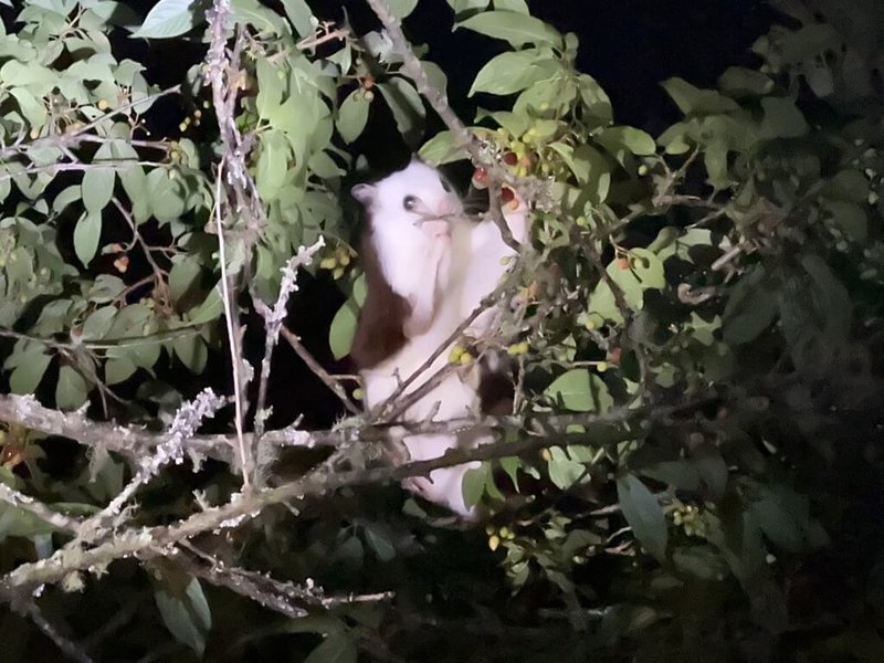 大雪山國家森林遊樂區很多野生動物棲息，林業及自然保育署台中分署將於5月23日起至10月的每週四、五舉辦活動，帶領住宿遊客夜訪野生動物。圖為白面鼯鼠。（台中分署提供）中央社記者郝雪卿傳真  113年5月15日