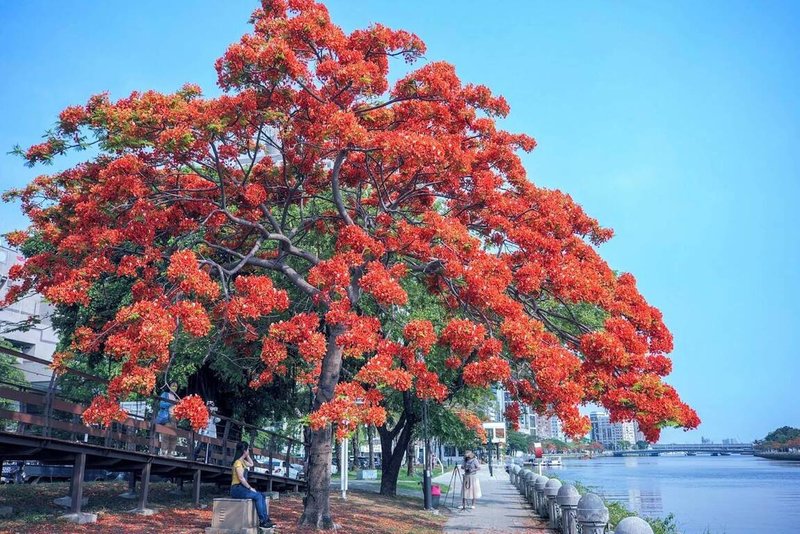 高雄愛河沿岸鳳凰花開，市府觀光局15日推薦周邊特色餐廳，歡迎民眾到高雄用餐、賞花，度過浪漫時光。（高雄市觀光局提供）中央社記者蔡孟妤傳真  113年5月15日