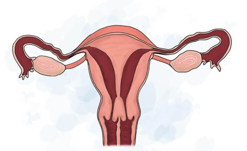 約5%女性患有先天性子宮畸形,其中「子宮中膈」會將子宮腔一分為二,罕見狀況下可能連子宮頸都分兩邊,不僅降低懷孕機率,也可能造成流產。(台大醫院提供)中央社記者曾以寧傳真 113年5月15日