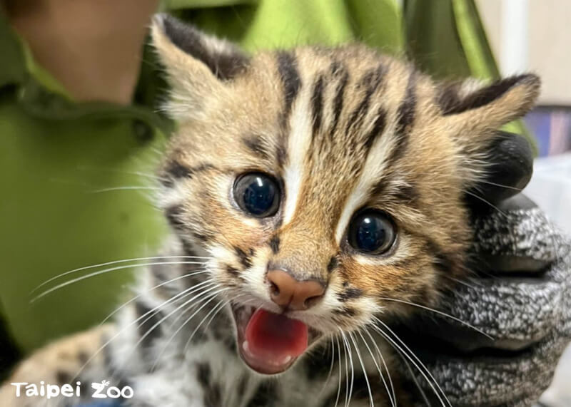 北市動物園石虎寶寶捲心麵。（圖取自facebook.com/TaipeiZoo）